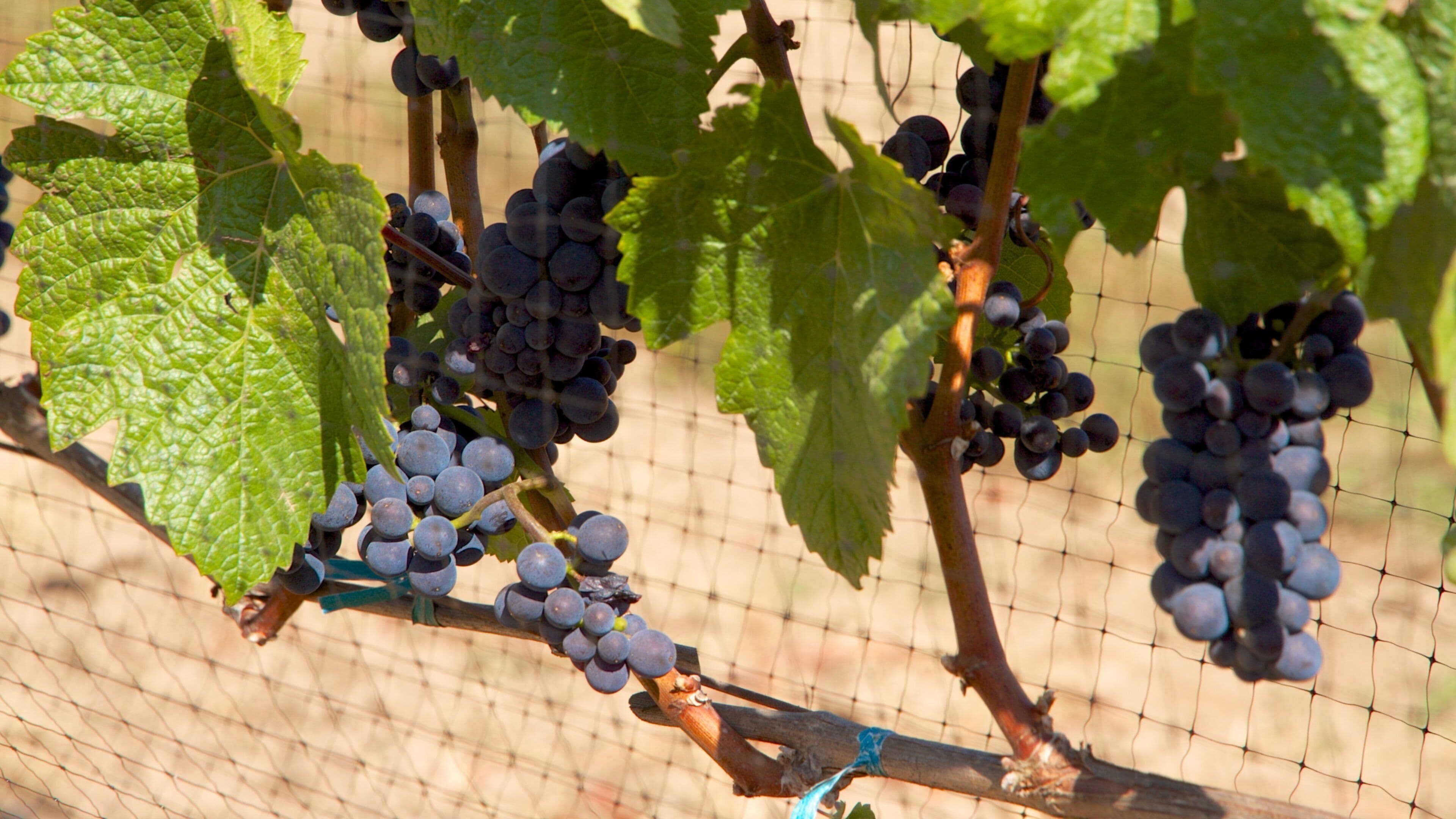 Grapes ripening on the vine at Cooper Mountain Vineyards in Beaverton, Oregon under warm sunlight