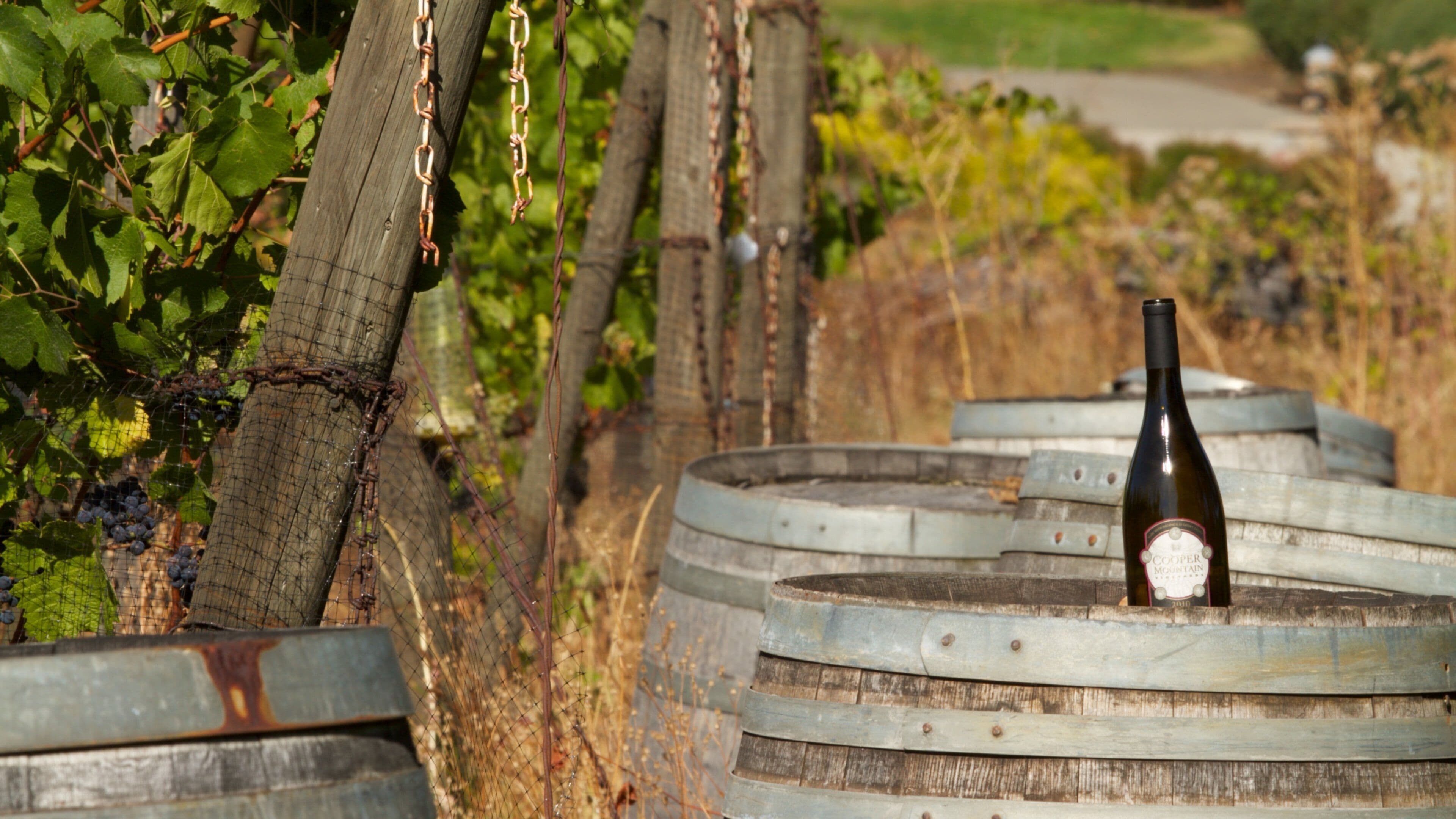 Cooper Mountain Vineyards which includes drinks or beverages