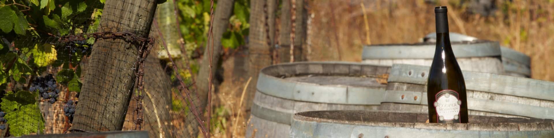 Cooper Mountain Vineyards offers a glimpse of wine production in Beaverton, Oregon showcasing lush vineyards and barrels