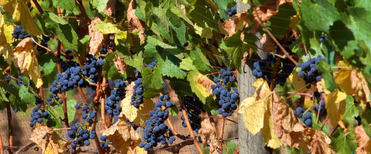 Cooper Mountain Vineyards showing farmland and food
