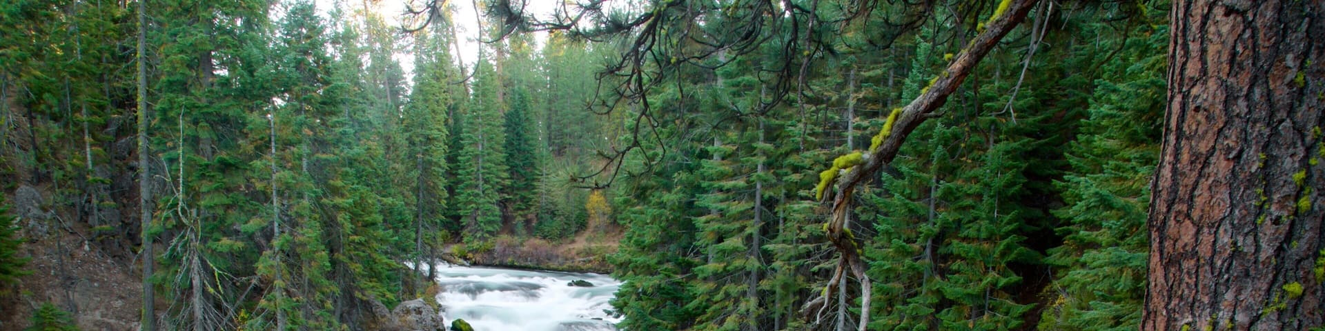 Deschutes National Forest mostrando rápidos y escenas forestales