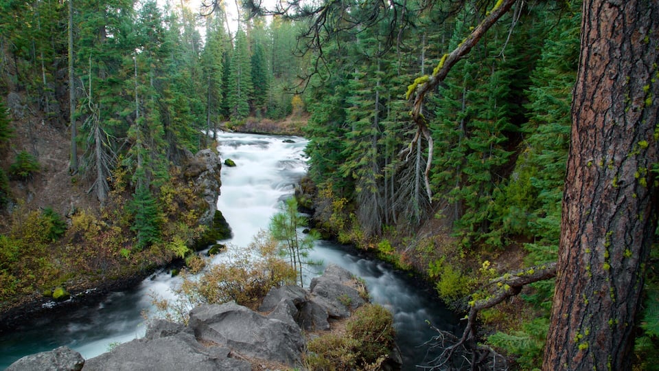 A river flowing through a forest with dense trees and rocky terrain.