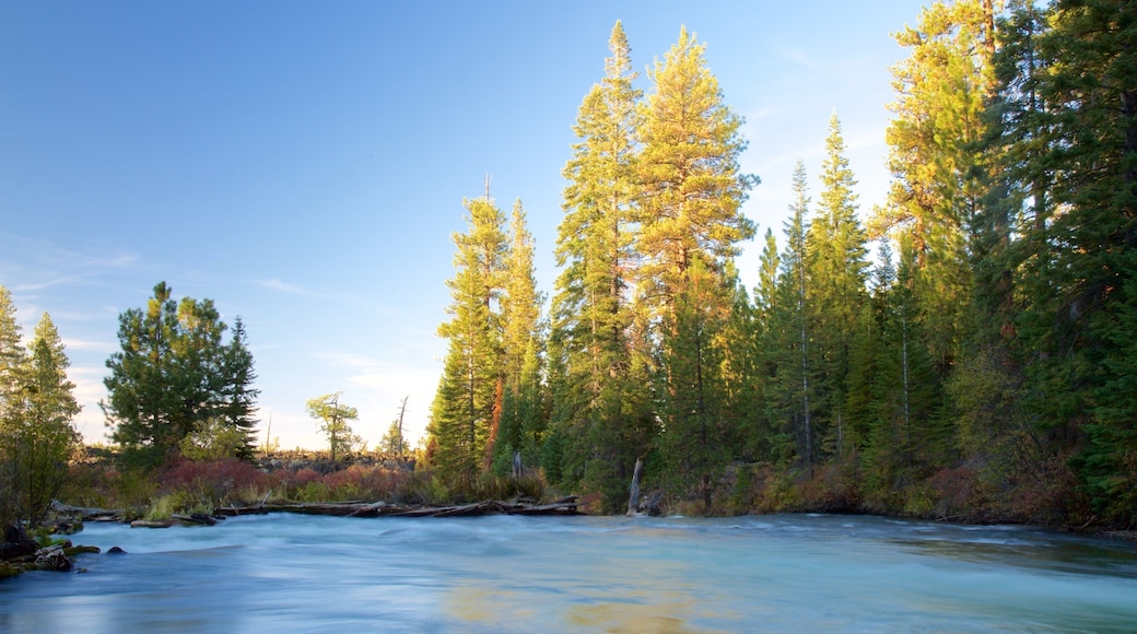 Deschutes National Forest som omfatter skove og en flod eller et vandløb