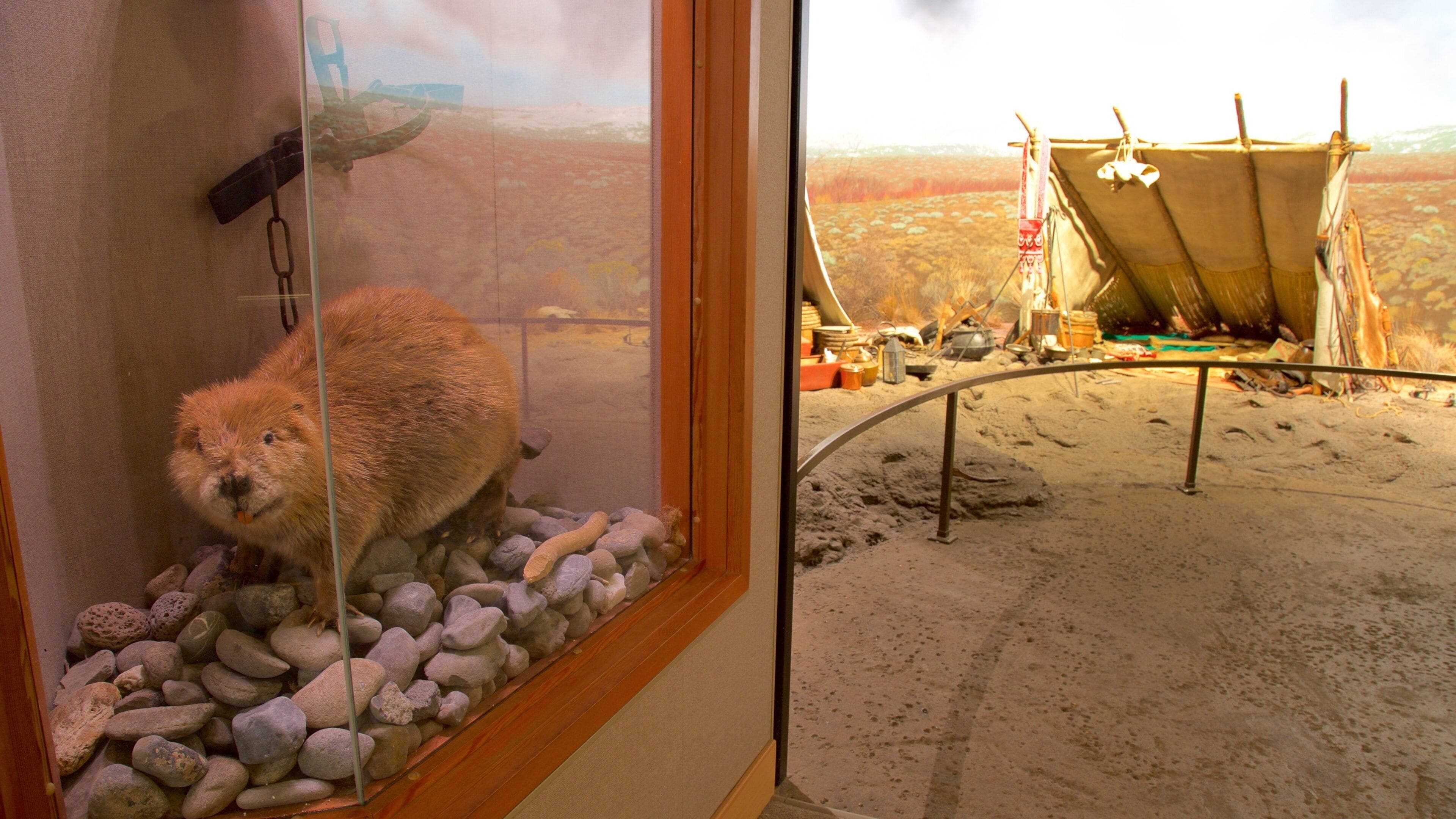 하이데저트 박물관 을 특징 실내 전경