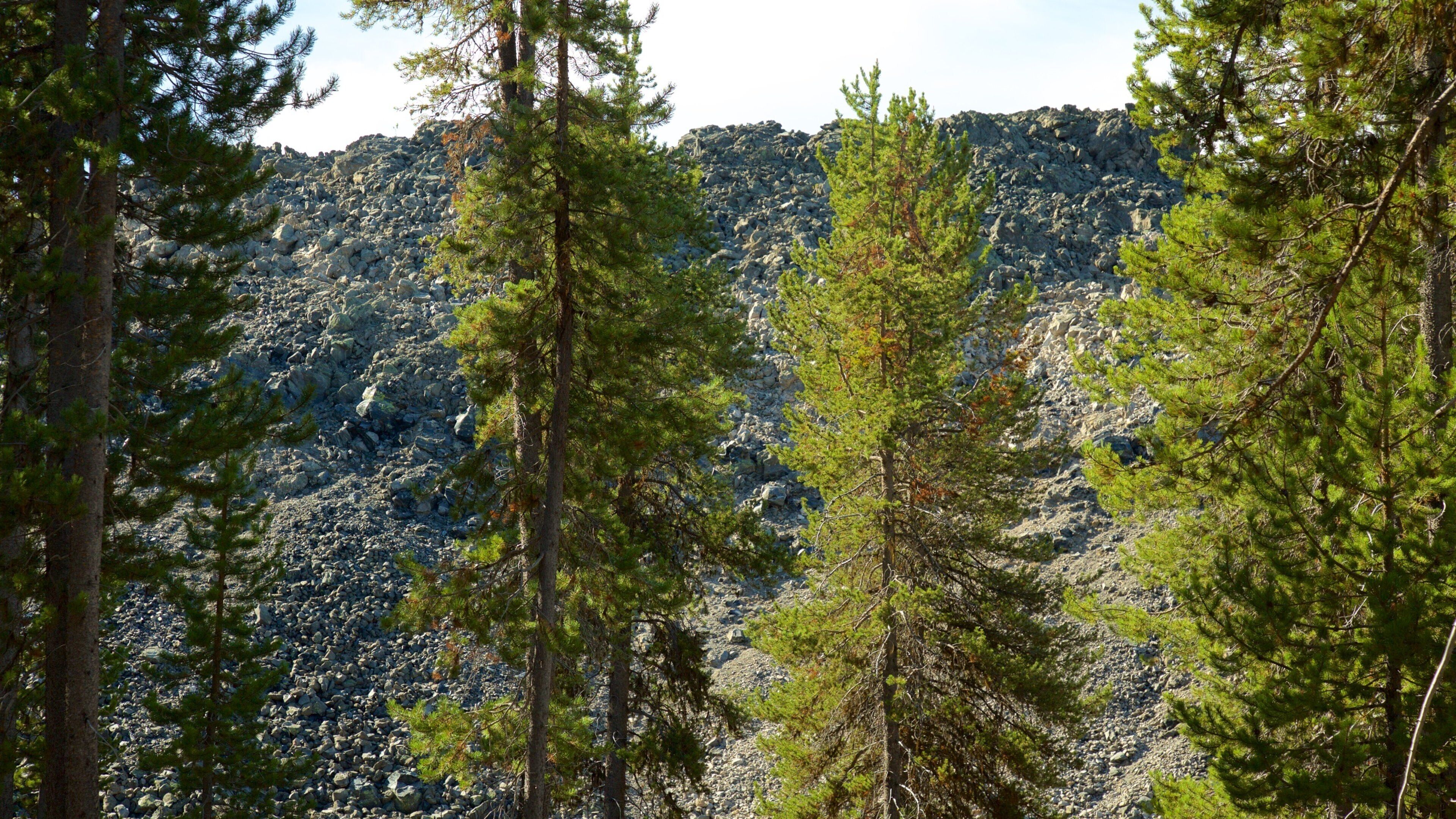 Newberry National Volcanic Monument which includes forest scenes
