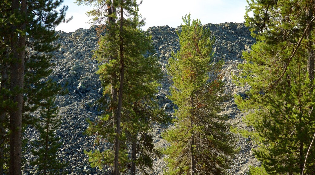 Newberry National Volcanic Monument which includes forest scenes