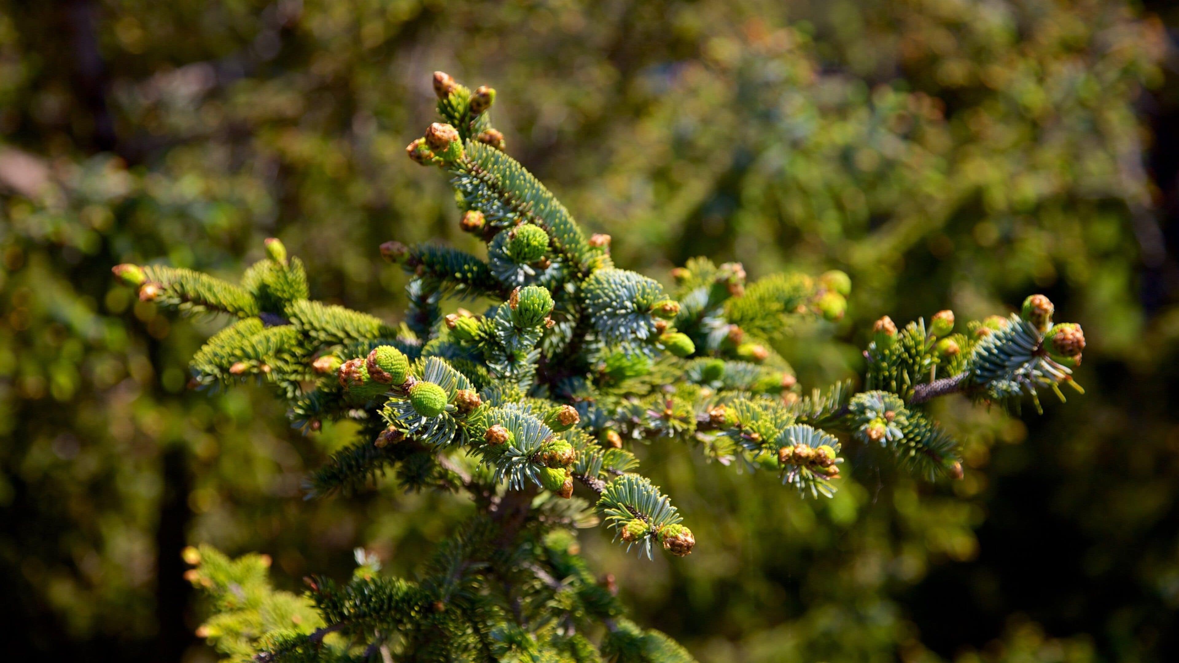 Cannon Beach featuring wildflowers