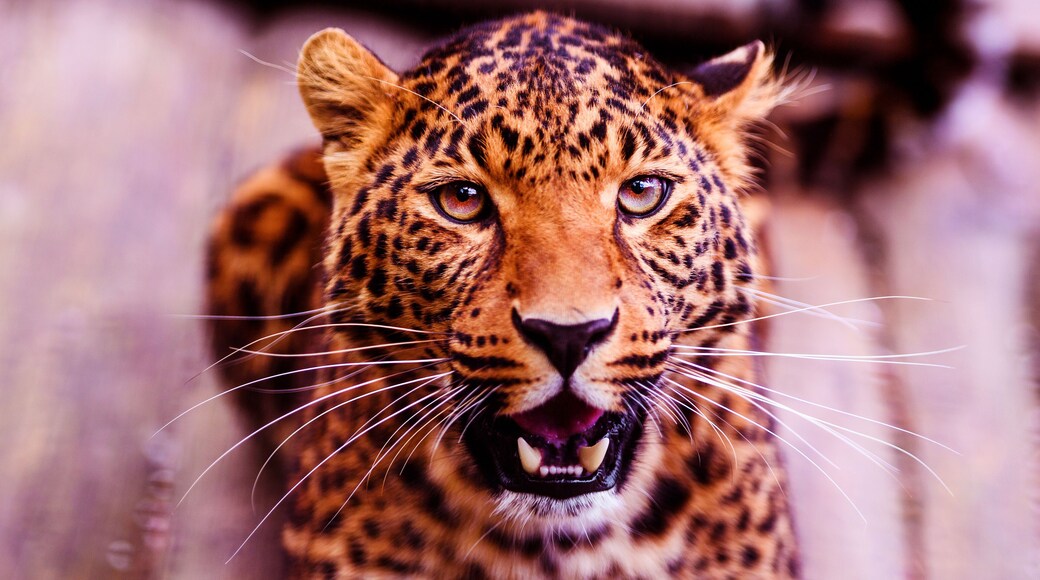 Leopard, beautiful portrait . Animal world. Big cat.