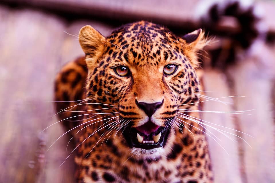 A close-up of a leopard's face.