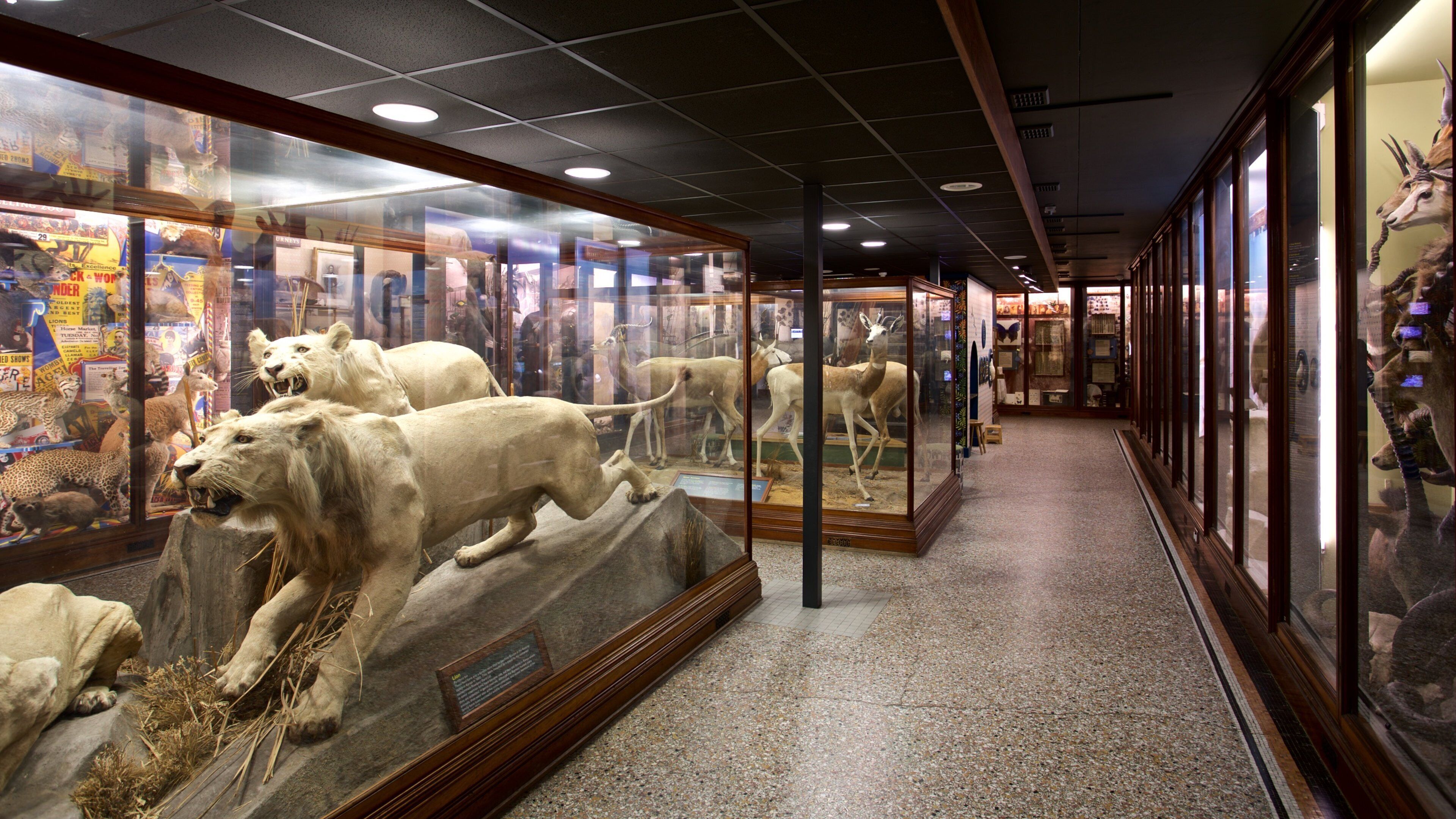 Norwich Castle featuring interior views