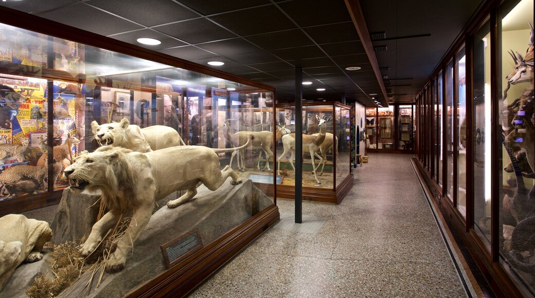 Lâu đài Norwich trong đó bao gồm cảnh nội thất