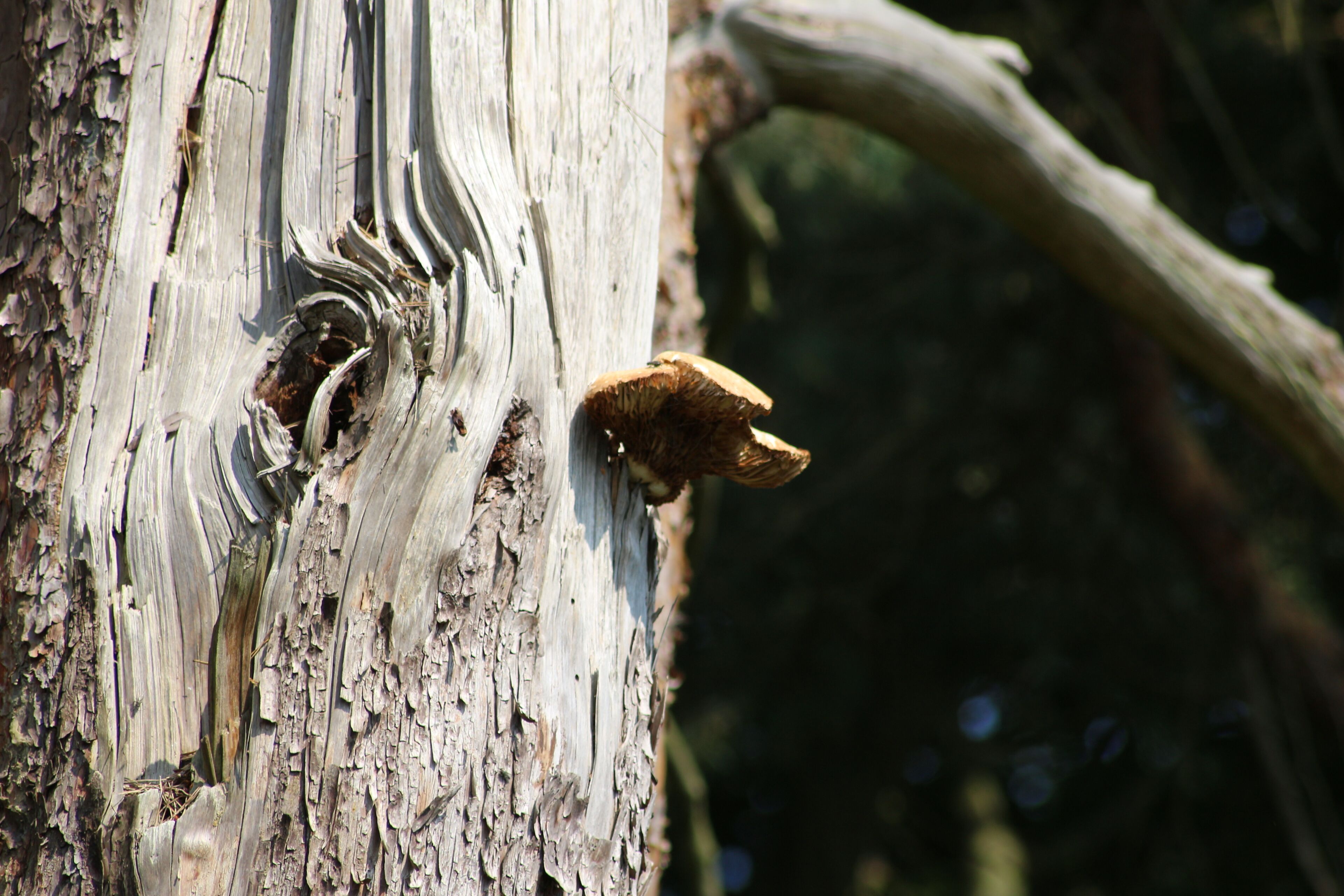 An excellent specimen of shelf fungus growing on a dead tree in Sheringham Park Forest