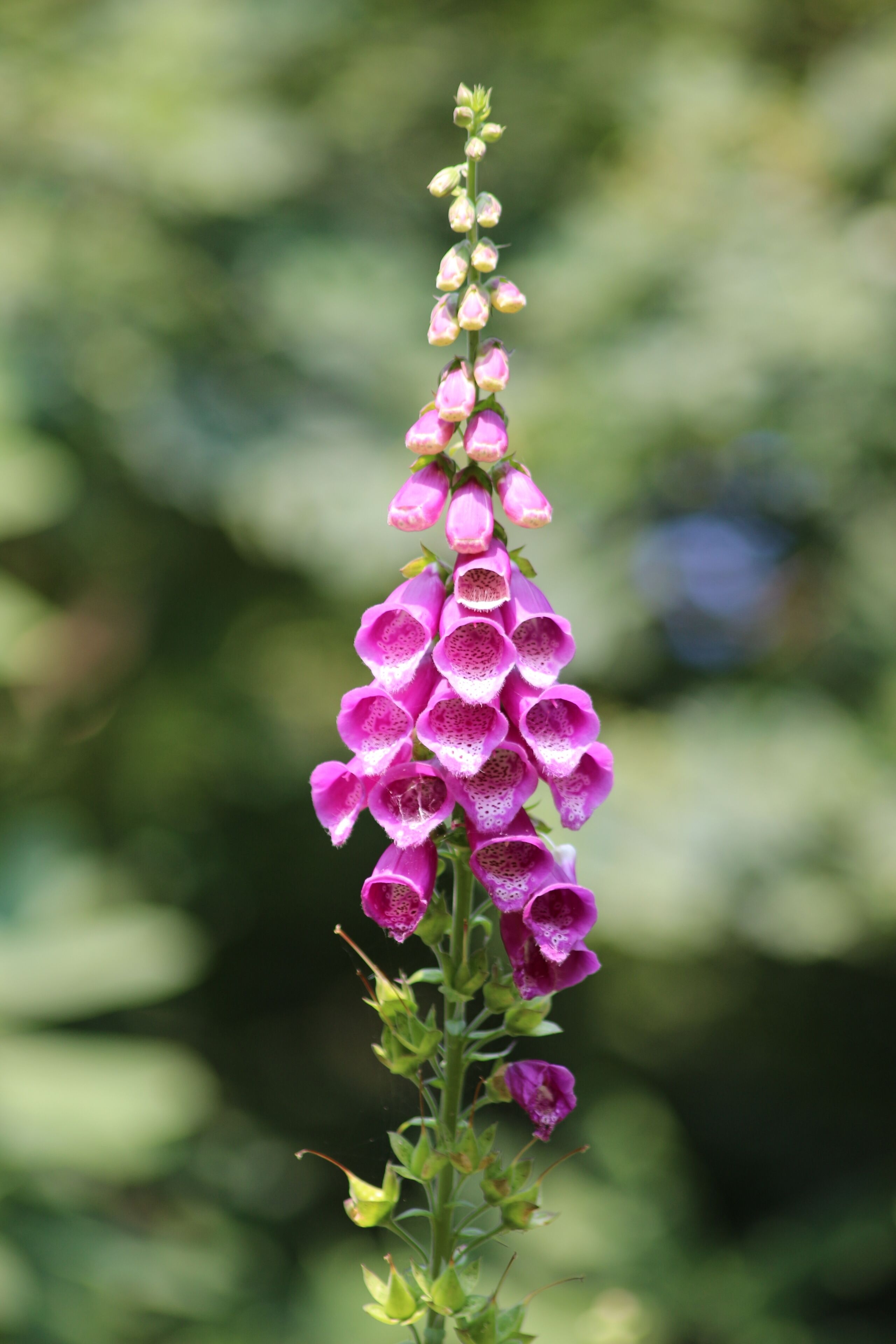 A beautiful specimen of Foxglove found in the forest of Sheringham Park