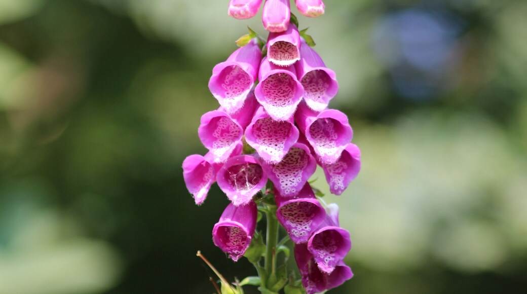 A beautiful specimen of Foxglove found in the forest of Sheringham Park
