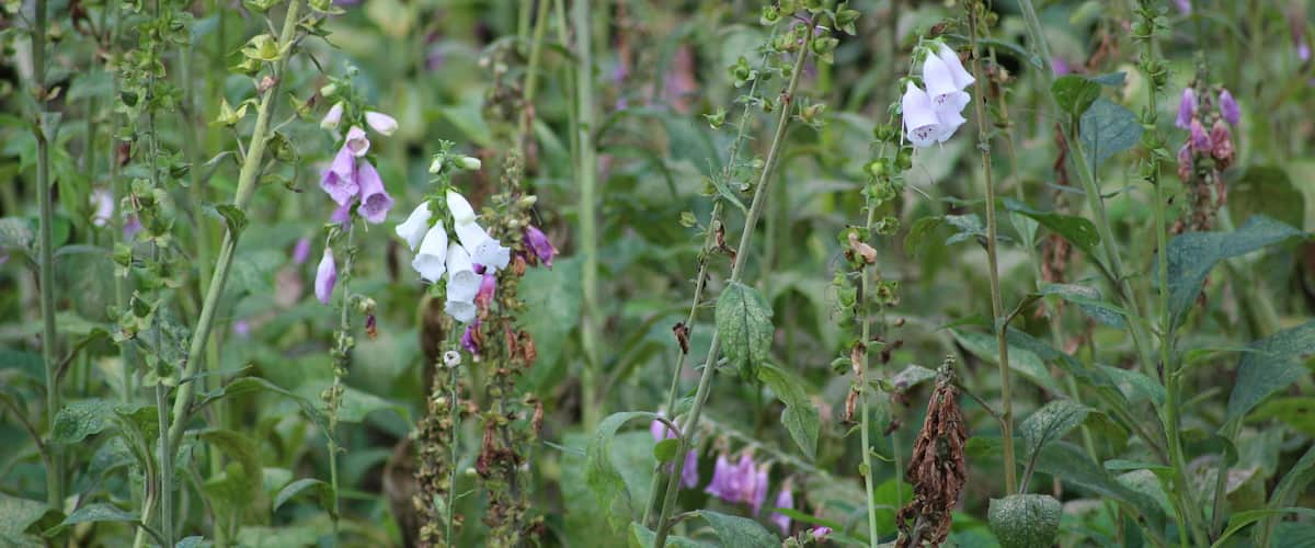 There are many different types of Foxgloves seen in and around the forest.  I saw many pink foxgloves but not so many white foxgloves.