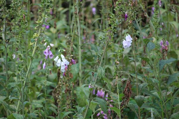 There are many different types of Foxgloves seen in and around the forest. I saw many pink foxgloves but not so many white foxgloves.