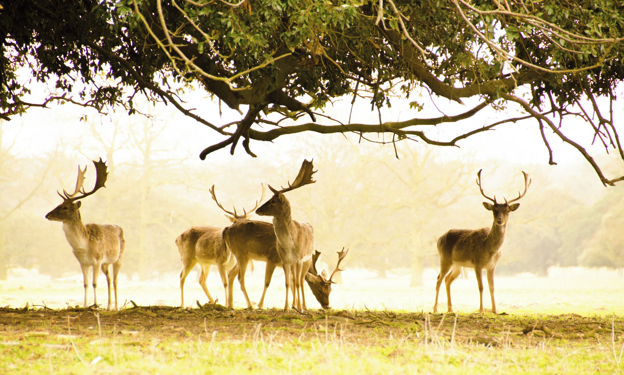 Holkham Hall, Norfolk.
#wildlife 