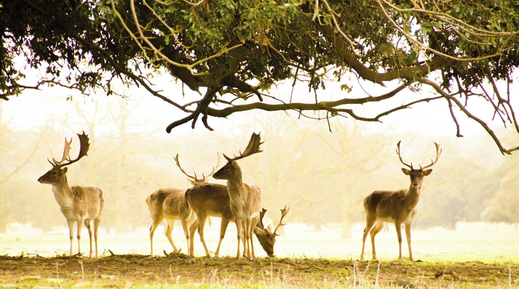 Holkham Hall, Norfolk.
#wildlife