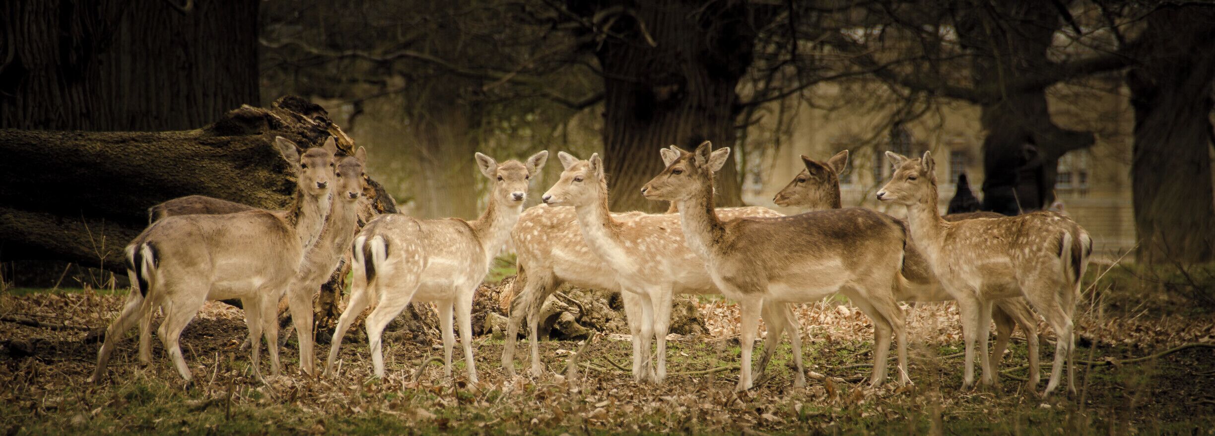 Holkham Hall is an 18th-century country house near the village of Holkham, Norfolk, England.  It is is home to a large herd of Fallow Deer and a small herd of Red Deer.

#wildlife 