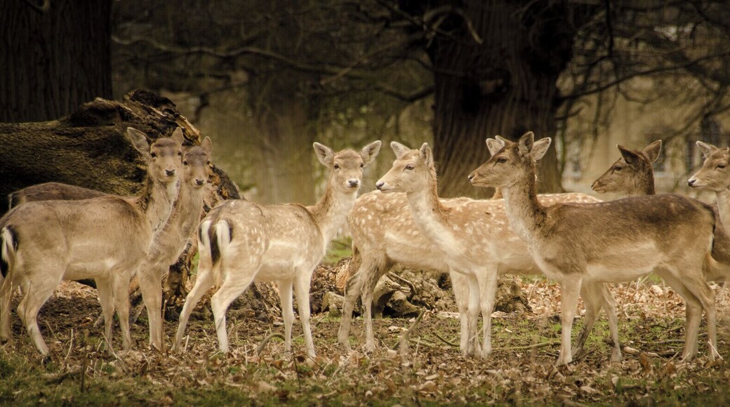 Holkham Hall is an 18th-century country house near the village of Holkham, Norfolk, England. It is is home to a large herd of Fallow Deer and a small herd of Red Deer.
#wildlife