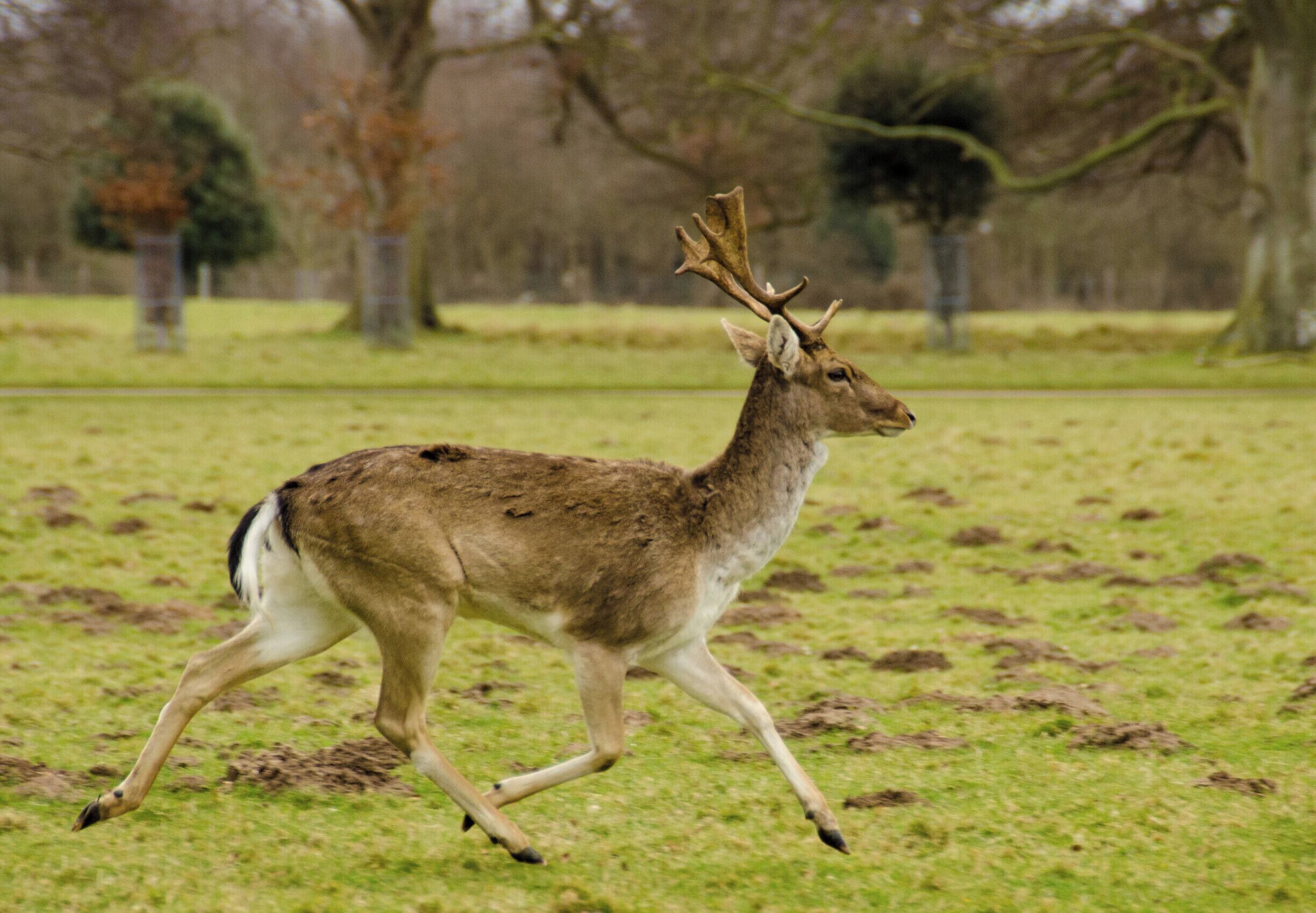 Holkham Hall, Norfolk.
#wildlife
