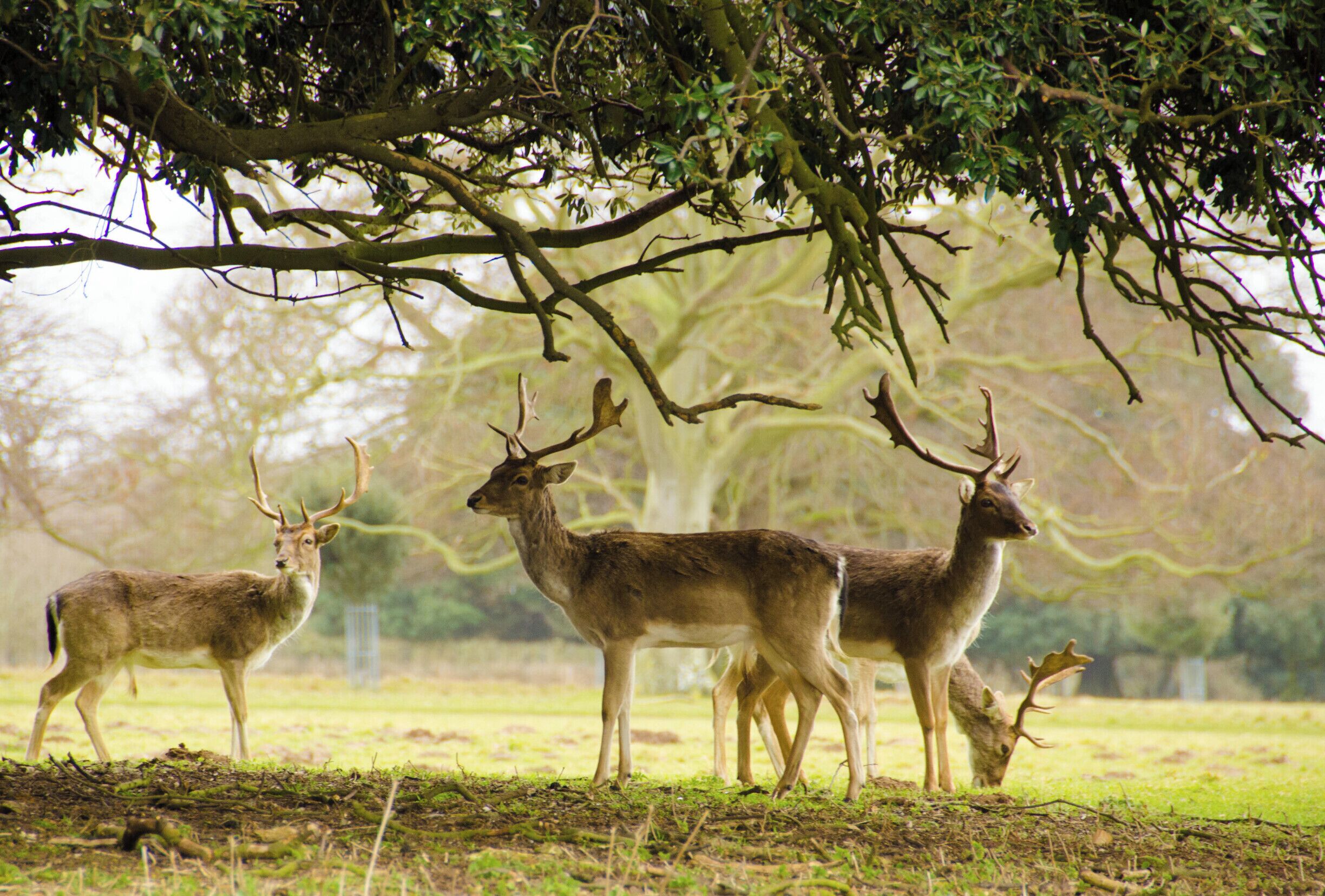 Holkham Hall, Norfolk. #wildlife 