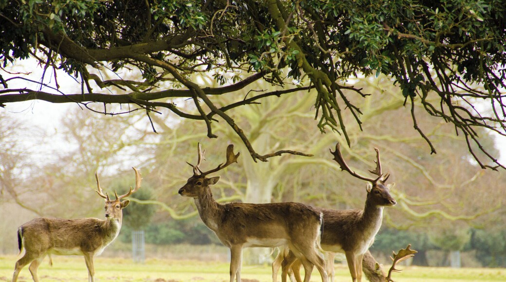 Holkham Hall, Norfolk. #wildlife