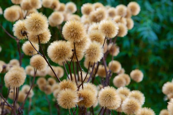 University Botanic Gardens