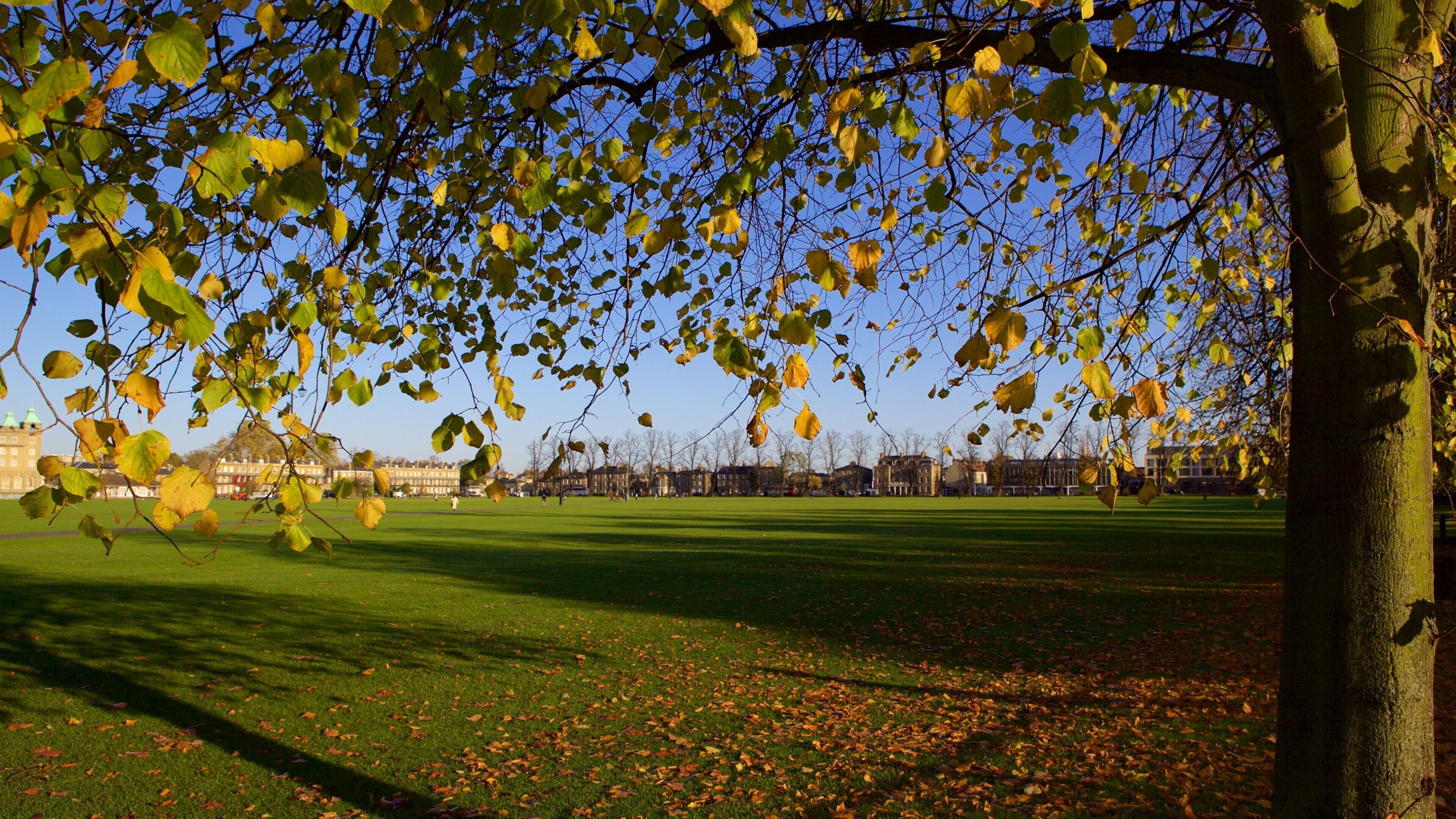 Parker\'s Piece welches beinhaltet Herbstblätter und Garten