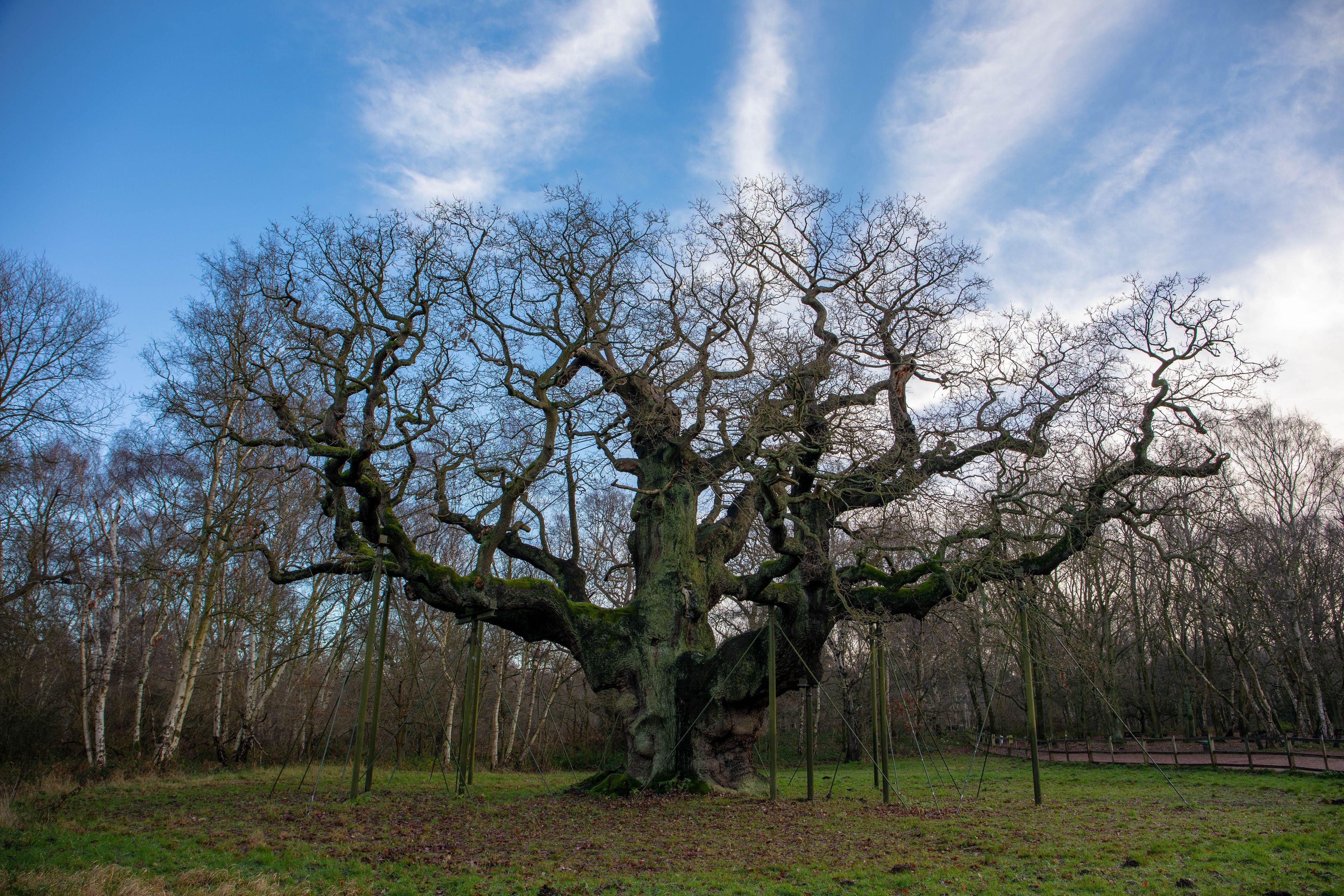 Sherwood Forest naturpark