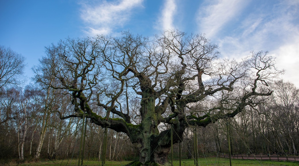 The Major Oak is a pedunculate oak found in Sherwood Forest, Nottinghamshire, England