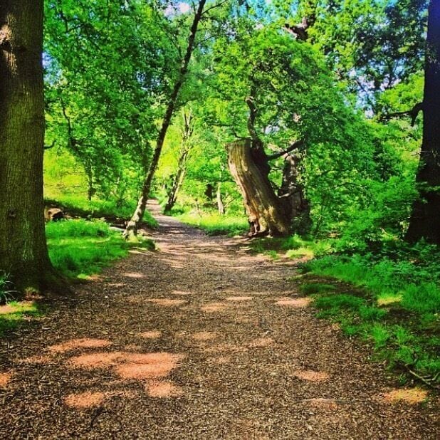 Taken near the visitor centre in Sherwood Forest, Nottinghamshire, UK.
#Midlands #Nottinghamshire #SherwoodForest #CountryPark #Countryside