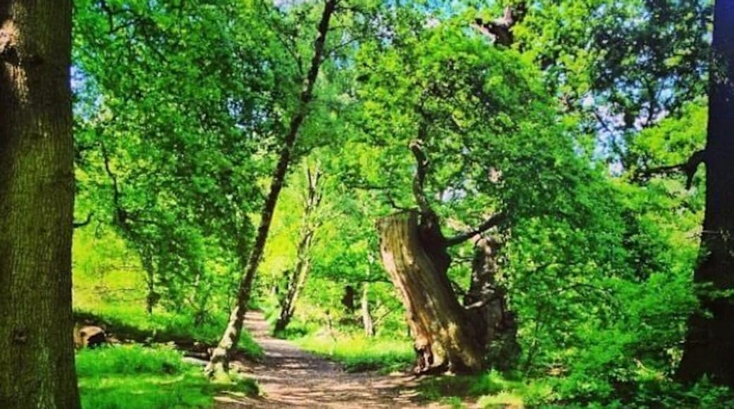 Taken near the visitor centre in Sherwood Forest, Nottinghamshire, UK.
#Midlands #Nottinghamshire #SherwoodForest #CountryPark #Countryside