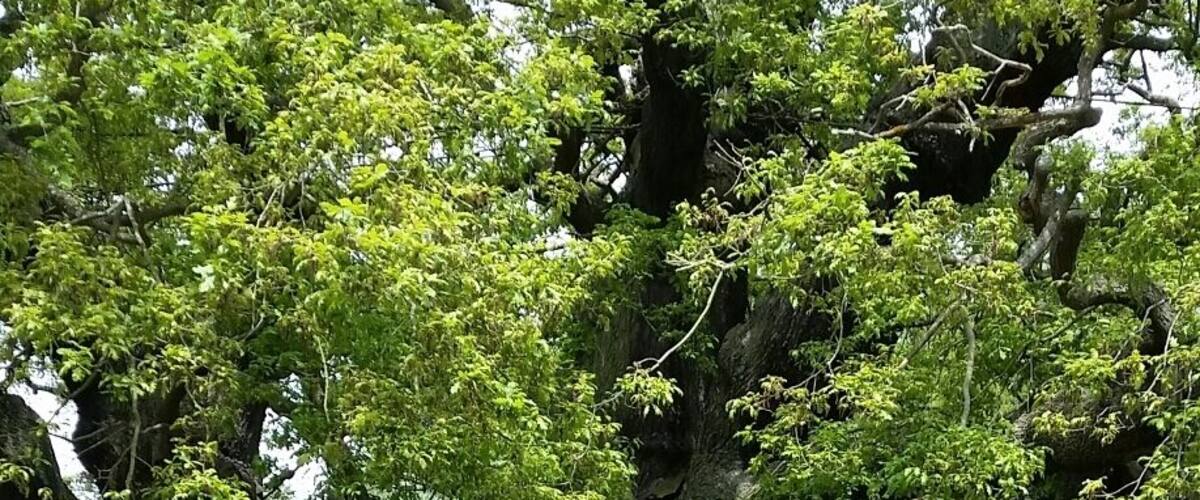 The famous major oak tree in sherwood forest where Robin Hood and his merry men hid from the sheriff of Nottingham and his soldiers. The atmosphere and history of this place is truely amazing!