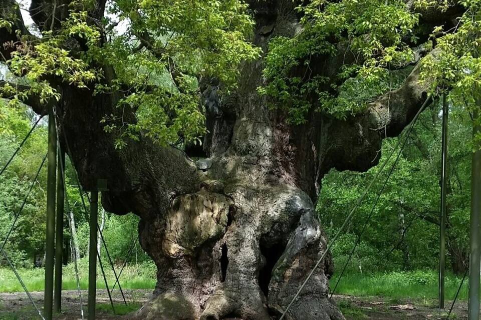 A large tree with a thick trunk and dense green foliage.