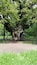 The famous major oak tree in sherwood forest where Robin Hood and his merry men hid from the sheriff of Nottingham and his soldiers. The atmosphere and history of this place is truely amazing!