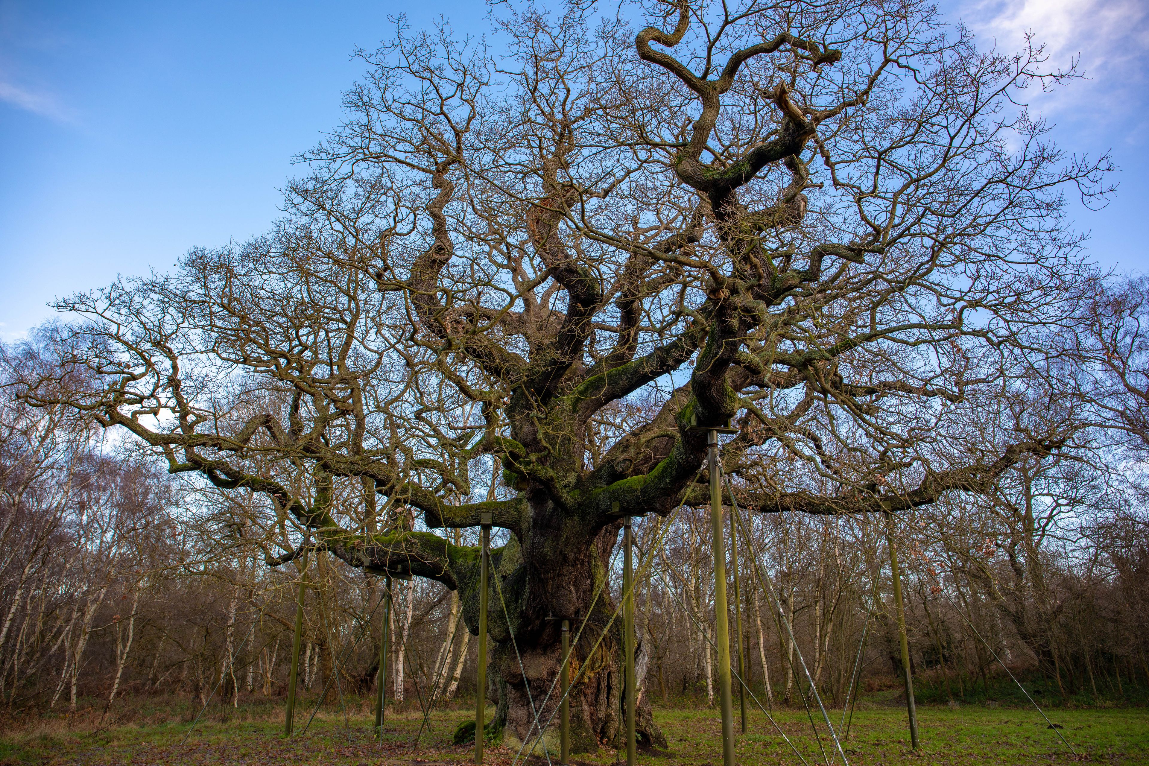 The Major Oak is a pedunculate oak found in Sherwood Forest, Nottinghamshire, England