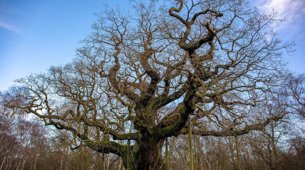 The Major Oak is a pedunculate oak found in Sherwood Forest, Nottinghamshire, England