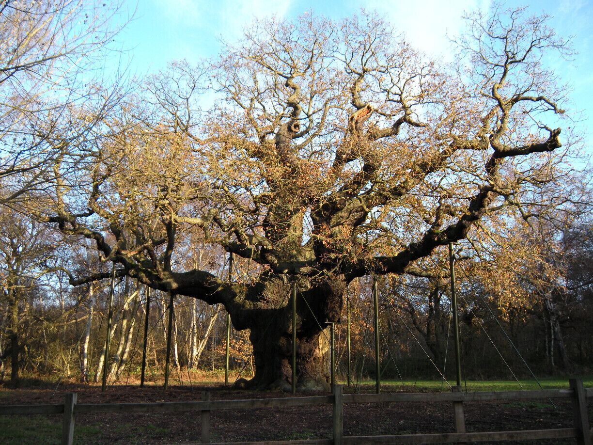 #TroveOn
#hiking 
#weekendgetaway

Everyone knows the story of Robin Hood and his merry men. In the heart of Sherwood Forest you will find the fabled shelter of this hero. Estimated to be between 800–1000 years old with a girth of 33 feet, the Major Oak is a breathtaking sight to see. The next time you are in Nottinghamshire, England take a stroll and immerse yourself in the legend.