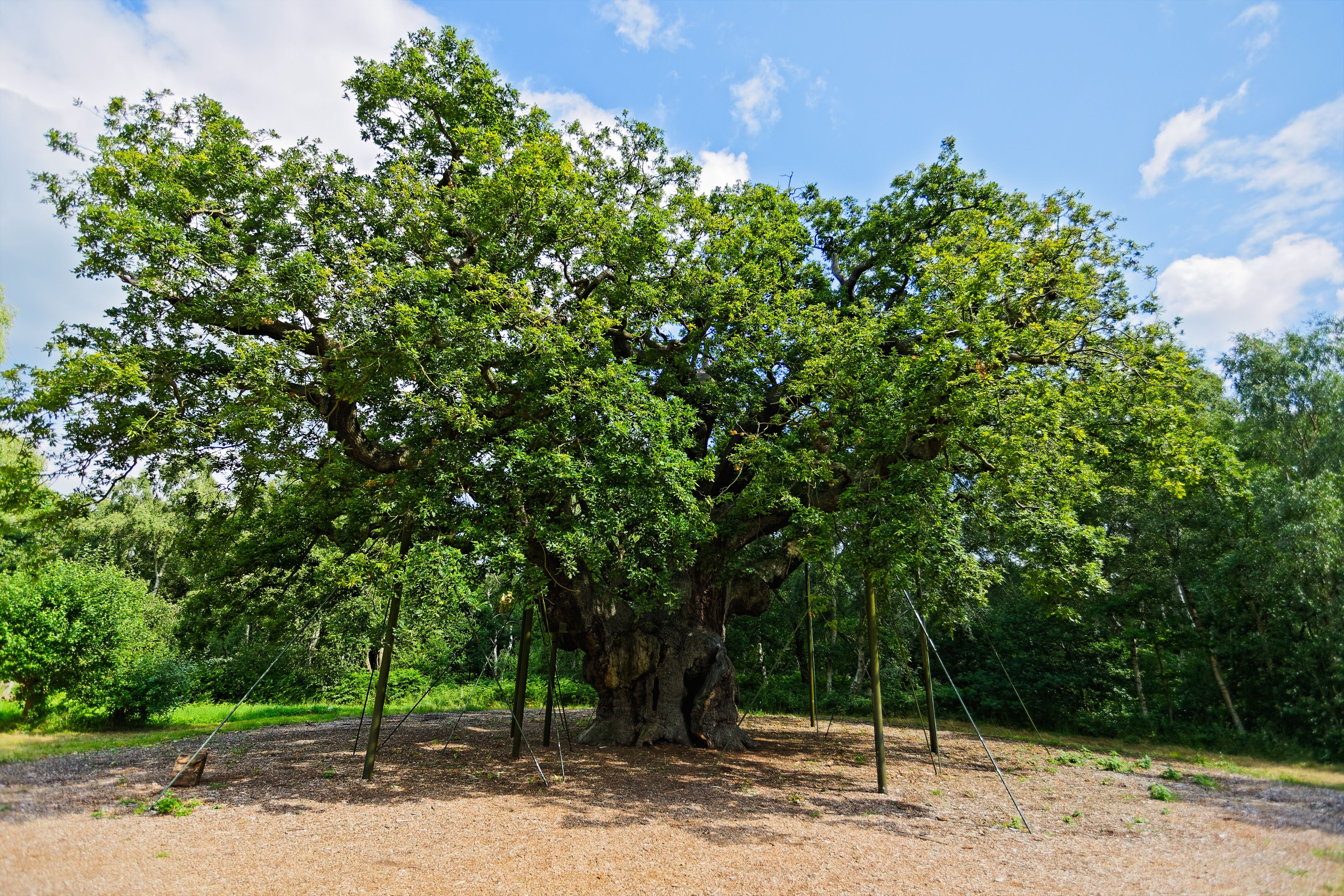 The ancient Major Oak, in its summer foliage, stands in Sherwood Forest