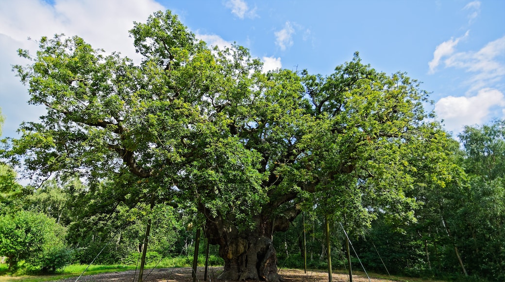 The ancient Major Oak, in its summer foliage, stands in Sherwood Forest