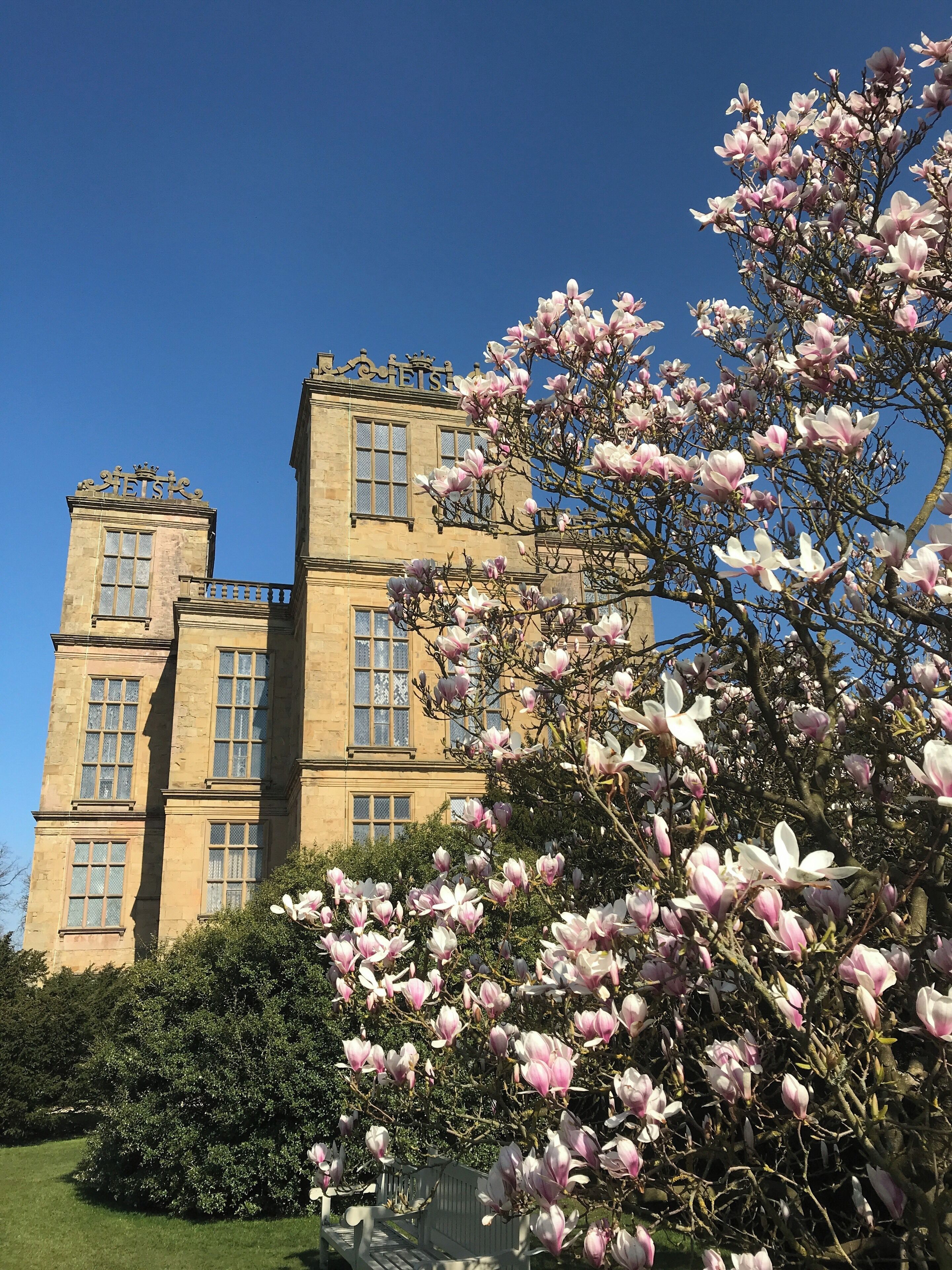 Beautiful magnolia in the sunshine at Hardwick Hall