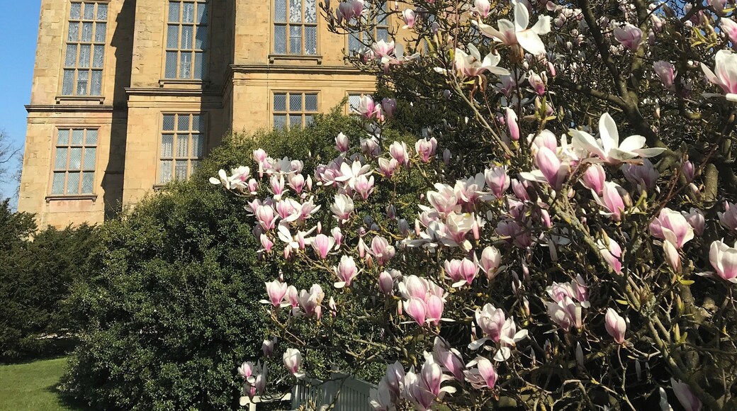 Beautiful magnolia in the sunshine at Hardwick Hall