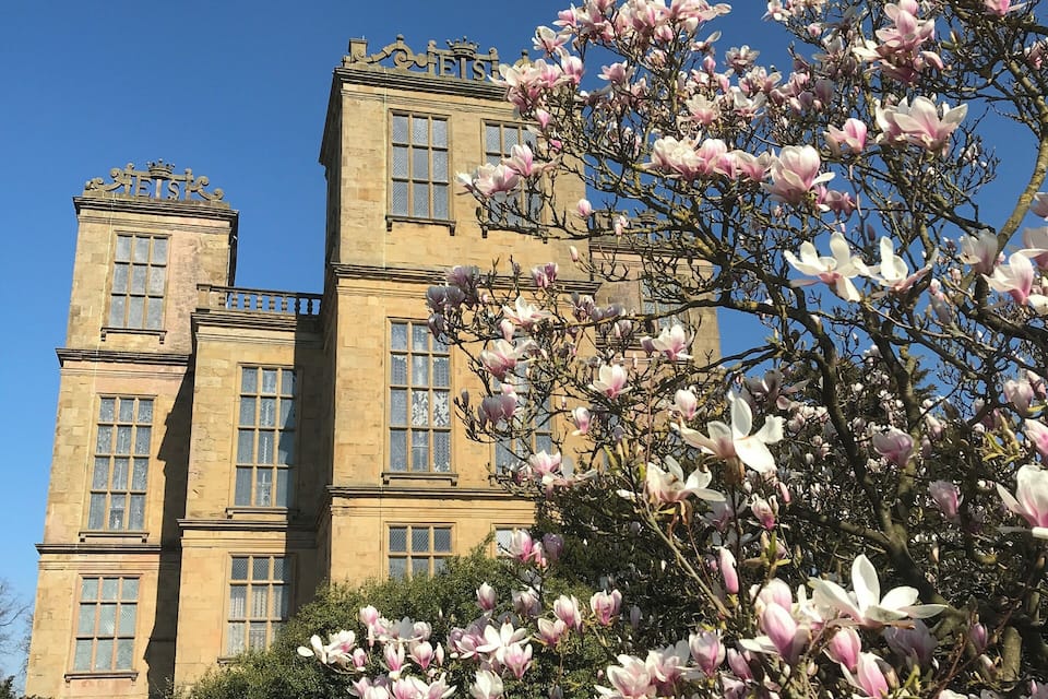 A historic building with a prominent tower and a large magnolia tree in the foreground.