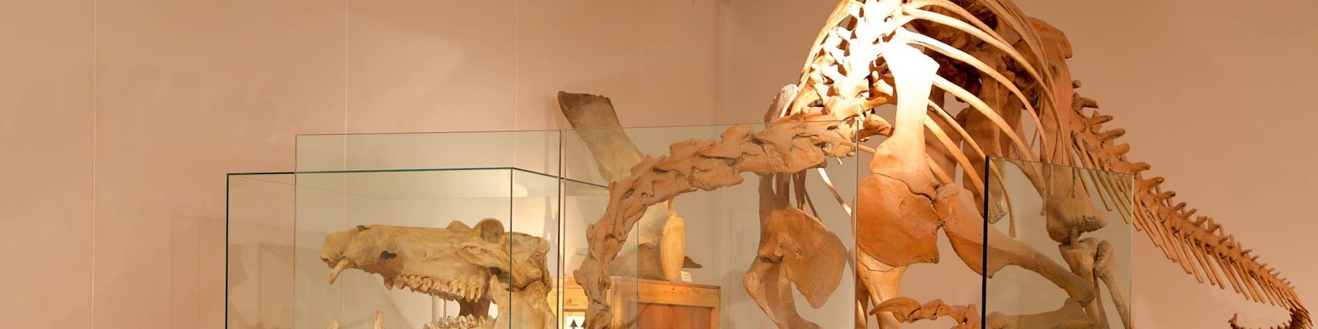 New Walk Museum showing interior views