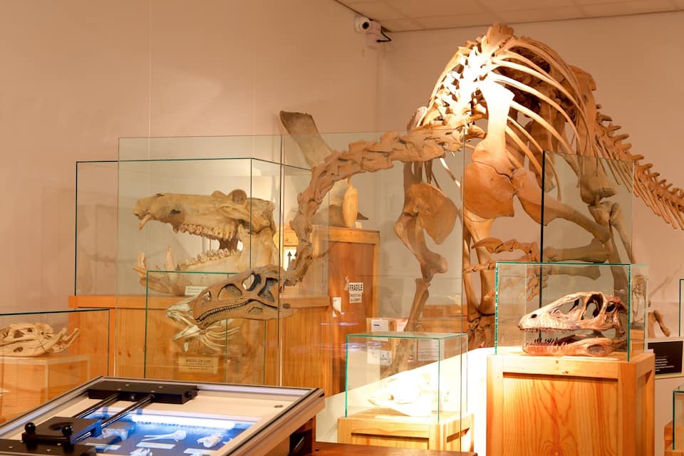 A dinosaur skeleton exhibit in a museum.