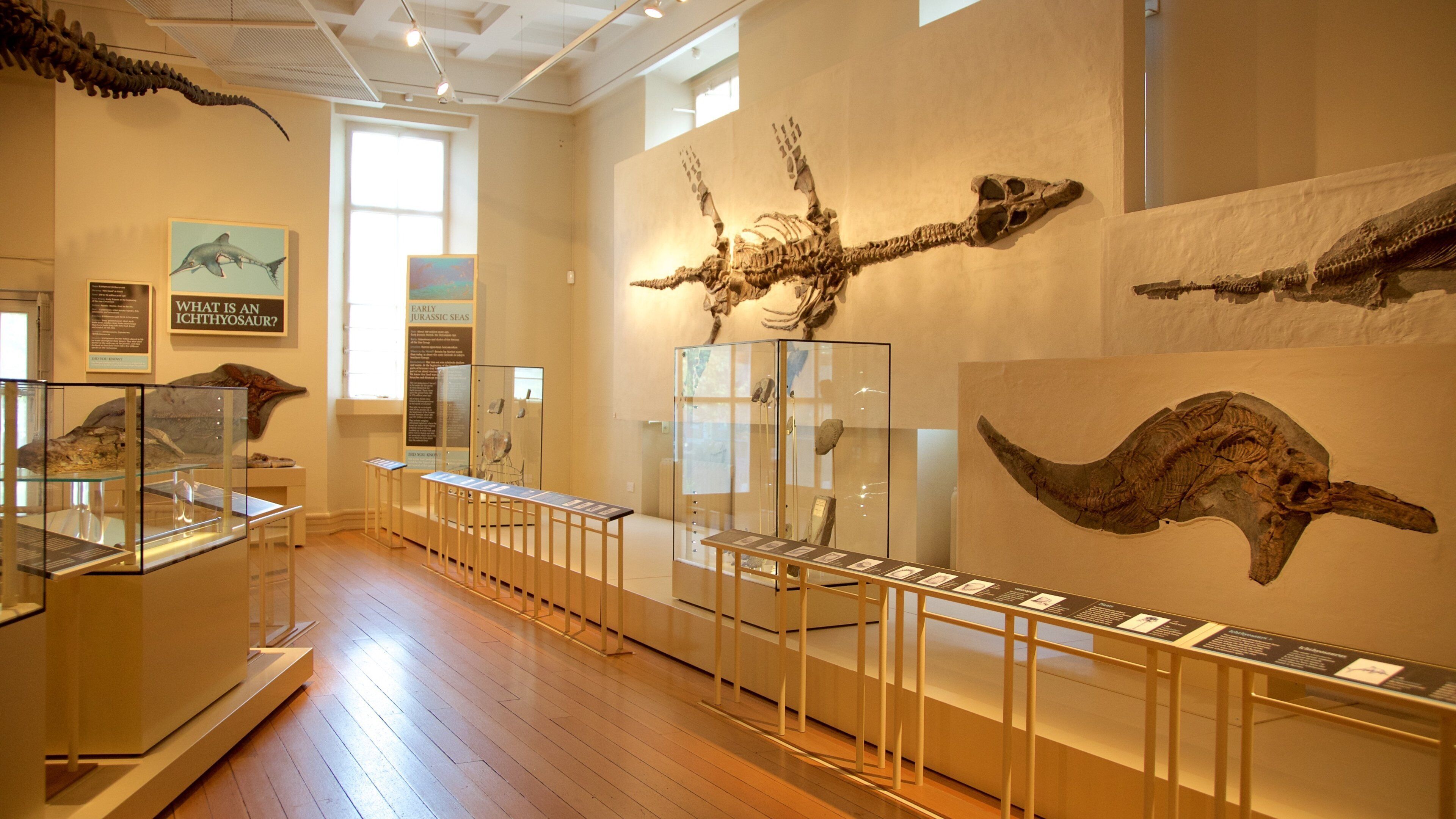 New Walk Museum showing interior views