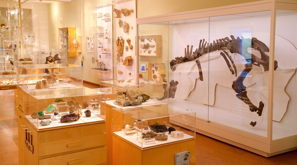 Derby Museum and Art Gallery som inkluderer innendørs