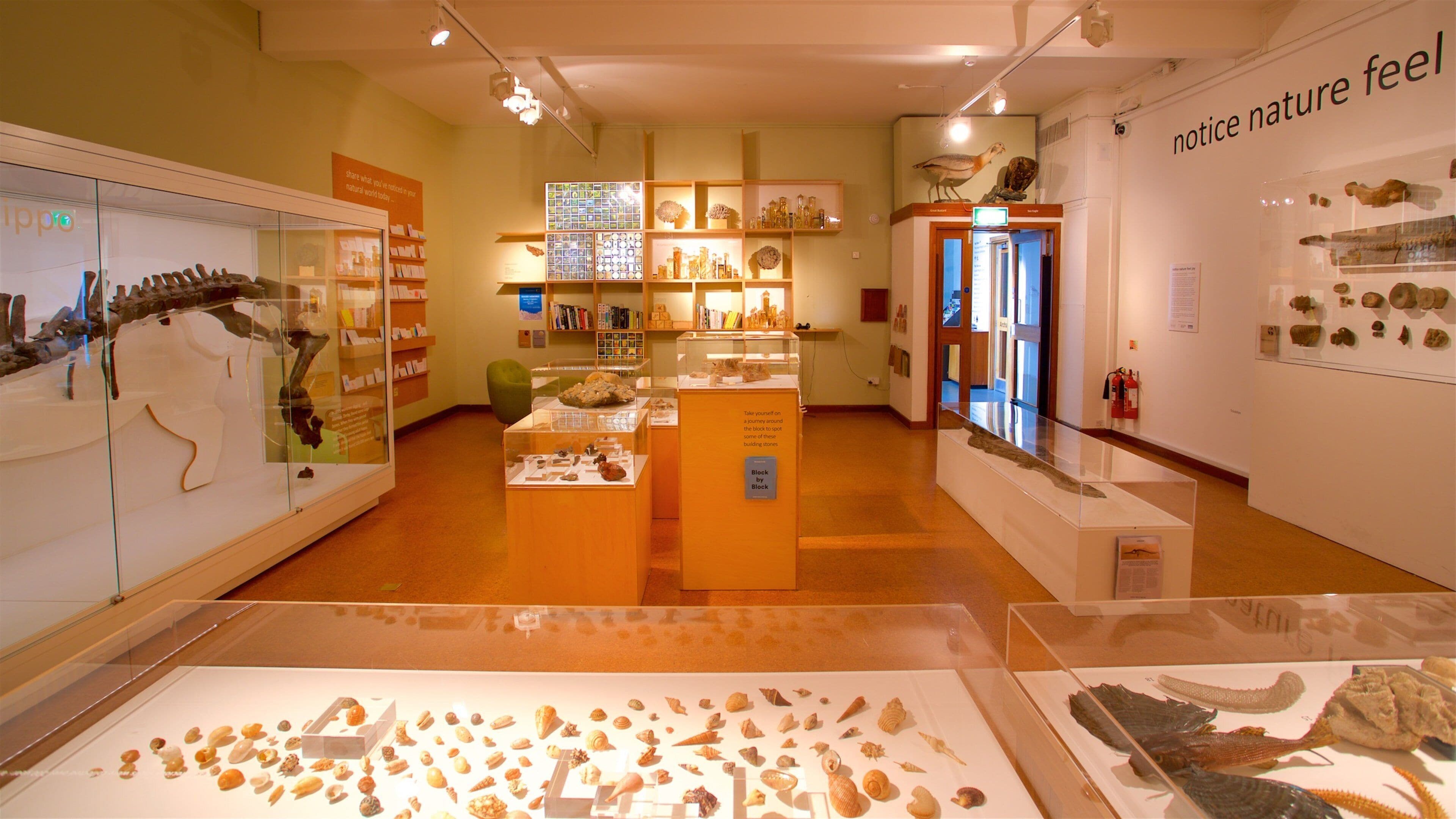 Derby Museum and Art Gallery som inkluderar interiörer