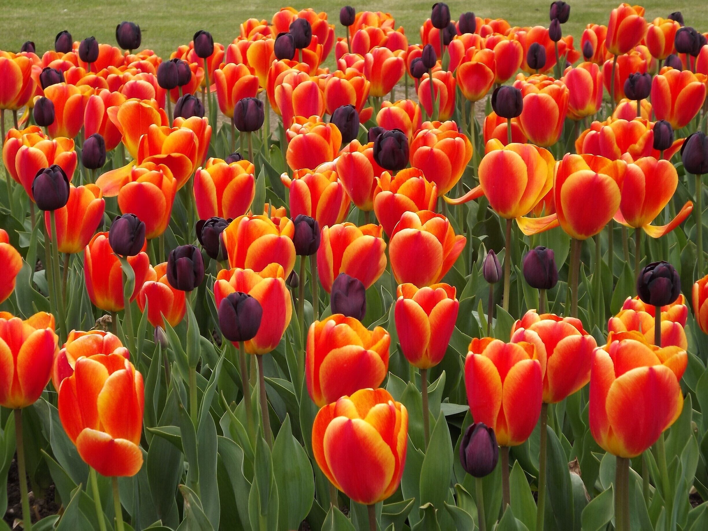Spring at elvaston castle